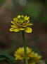 Ranunculus ficaria Pietmonds Double5